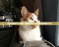 多玩逗貓棒可以減肥？原來這樣玩讓你和貓咪都能瘦下來！
