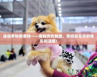 迷你羅特斯寵物——寵物界的新寵，帶給你無(wú)盡的快樂(lè)和溫暖！