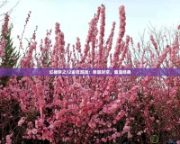 紅樓夢之12金釵游戲：穿越時空，重溫經典