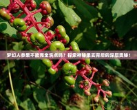 夢幻人參果不能完全洗點嗎？探索神秘果實背后的深層奧秘！