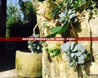 植物大戰(zhàn)僵尸原版手機(jī)版怎么下載？經(jīng)典回歸，掌中暢玩！