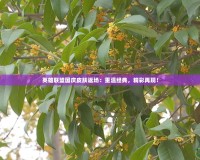英雄聯(lián)盟國慶皮膚返場：重溫經(jīng)典，精彩再現(xiàn)！