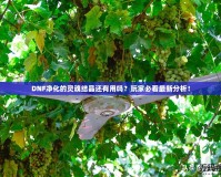 DNF凈化的靈魂結(jié)晶還有用嗎？玩家必看最新分析！