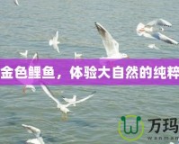 野釣金色鯉魚，體驗大自然的純粹魅力