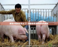 解說小智現在怎么了？揭秘他背后的改變與成長