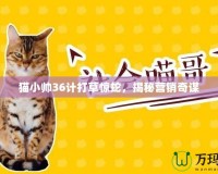貓小帥36計(jì)打草驚蛇，揭秘營銷奇謀