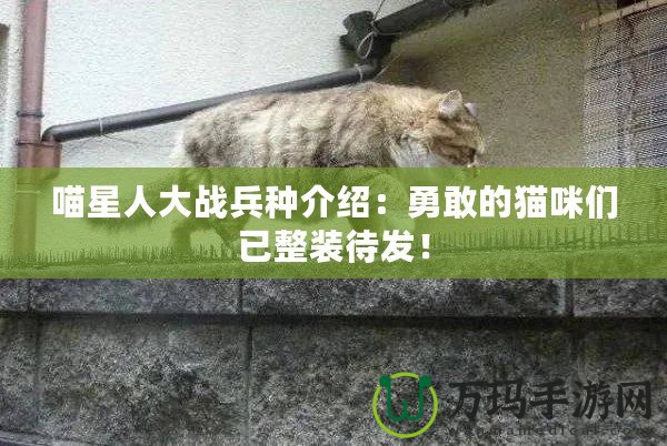 喵星人大戰兵種介紹：勇敢的貓咪們已整裝待發！