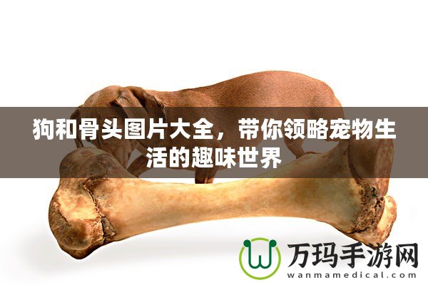 狗和骨頭圖片大全，帶你領略寵物生活的趣味世界