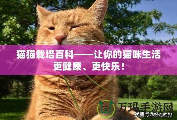 貓貓栽培百科——讓你的貓咪生活更健康、更快樂！