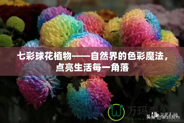 七彩球花植物——自然界的色彩魔法，點亮生活每一角落