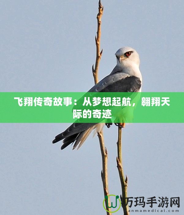 飛翔傳奇故事：從夢想起航，翱翔天際的奇跡