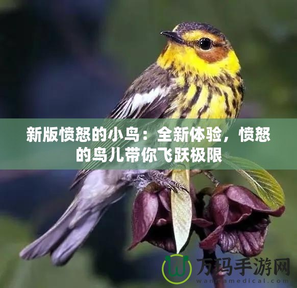 新版憤怒的小鳥：全新體驗(yàn)，憤怒的鳥兒帶你飛躍極限
