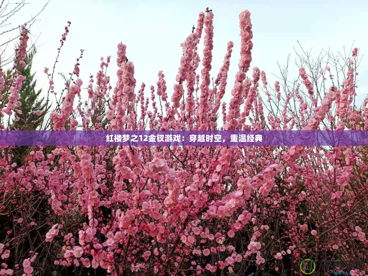 紅樓夢之12金釵游戲：穿越時空，重溫經典